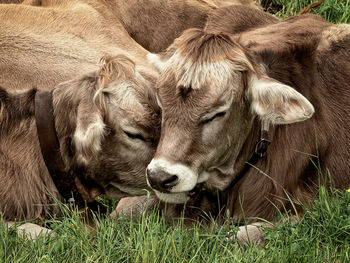 Cow relaxing on field