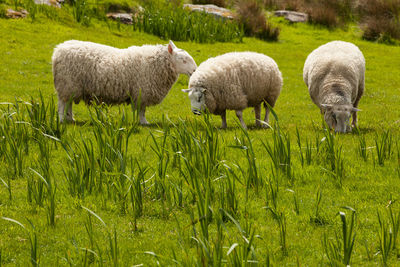 Sheep grazing on field