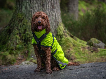 Outdoor portrait of an apricot cockapoo dog in the scottish countryside during a walk at loch ard 