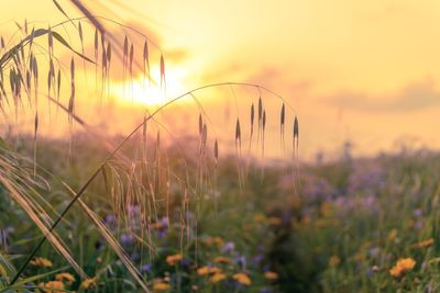 Close-up of flowering plants on field against sky during sunset