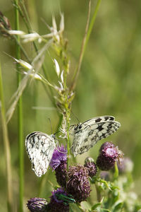 Butterflies on purple flowers at park