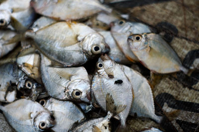 Close-up of fish for sale