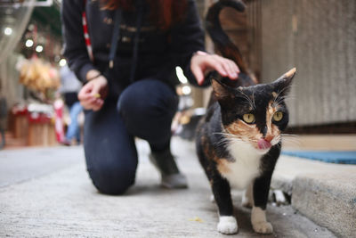 Low section of cat sitting on floor in city