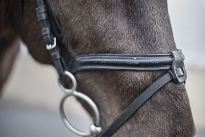 Brown horse close-up. the face of the horse. an animal in the park. coat on the skin of the animal. 