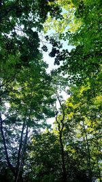 Low angle view of trees in forest against sky