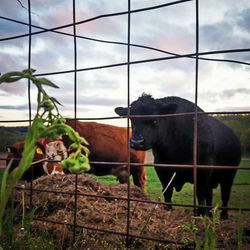 Horse on fence against sky