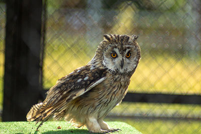 Close-up portrait of owl perching in zoo