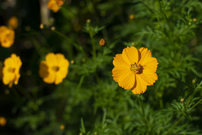 Close-up of yellow flowering plant on field