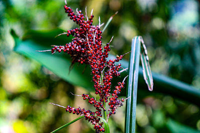 Close-up of red berries on plant