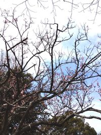 Low angle view of tree against sky