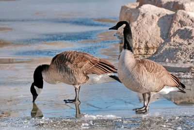 Canada geese