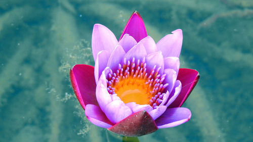 Close-up of lotus water lily in pond