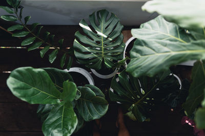 High angle view of succulent plant leaves