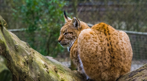 View of a cat in zoo