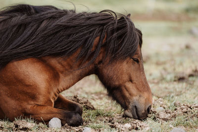 Close-up of horse on field