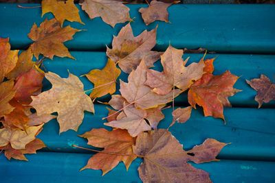 Close-up of maple leaves during autumn