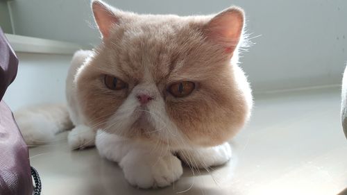 Close-up portrait of white cat