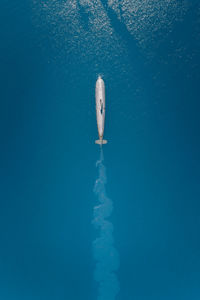 Submarine with trail