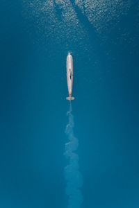 High angle view of swimming underwater