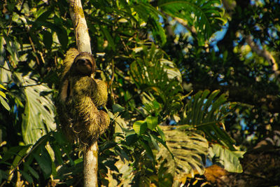 Male sloth on a tree branch in a national park of costa rica