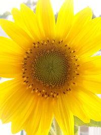 Macro shot of sunflower