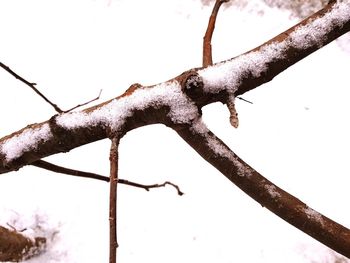 Low angle view of tree branch in winter