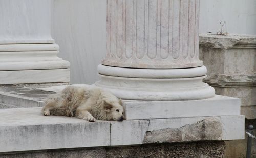 View of a dog sleeping