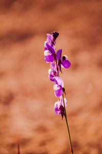 Close-up of purple flowering plant