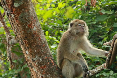 Monkey sitting on tree branch