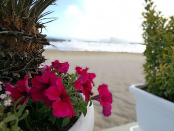 Close-up of flowers growing by sea against sky