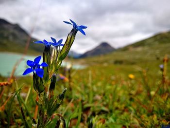 Close-up of crocus blooming on field