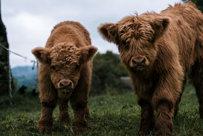Portrait of highland cattle against sky