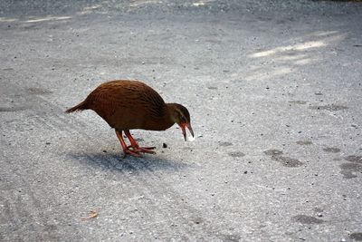 Side view of a bird walking on the road