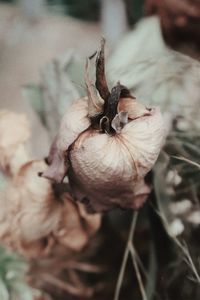 Close-up of dried plant