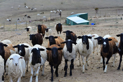 View of cows grazing