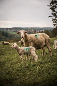 Sheep in a field