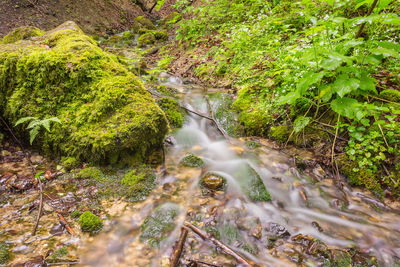 Plants growing in forest