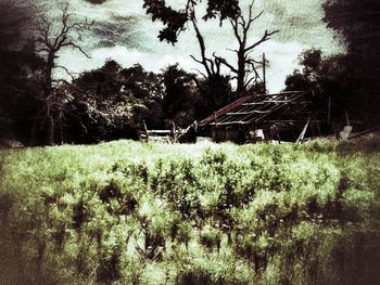 Scenic view of grassy field against sky