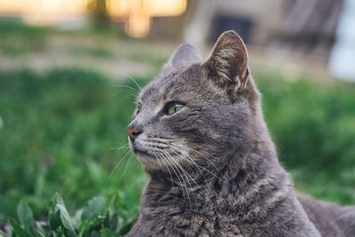 Close-up of a cat looking away