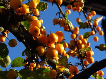 Low angle view of fruits on tree against sky