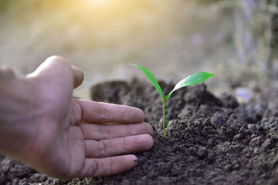 Cropped image of man hand touching sapling growing on field