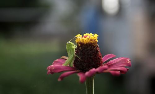 Close-up of flowering plant