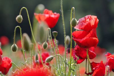 Close-up of red poppy flowers