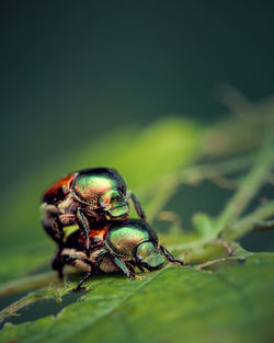 Close-up of insect