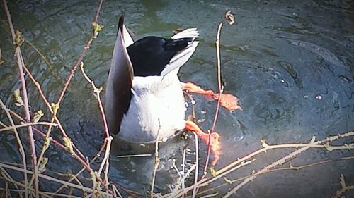 Birds in calm water