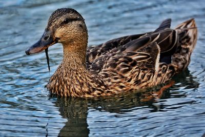 Duck swimming in lake