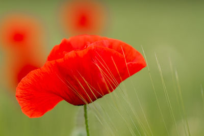 Close-up of red rose flower