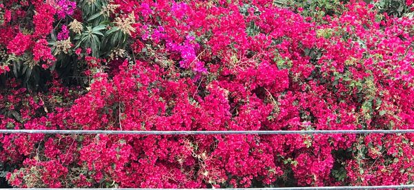 Pink flowers on tree