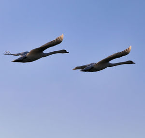 Low angle view of seagulls flying