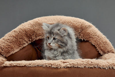 Close-up of cat sitting in basket